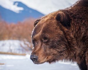 Snowbear