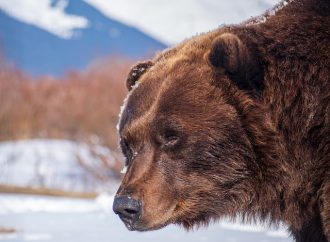 Witness the Beauty of Snowbears in their Natural Habitat