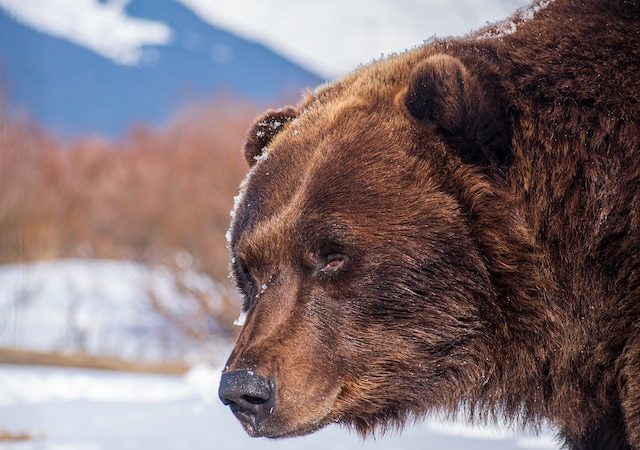 Witness the Beauty of Snowbears in their Natural Habitat