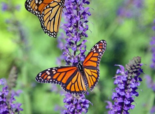 Butterfly Life Cycle Unveiled From Egg to Adult