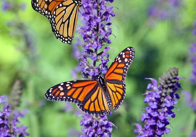 Butterfly Life Cycle Unveiled From Egg to Adult