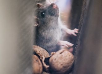 Rat Laughter Unlocks Secrets: Scientists Identify Brain’s ‘Play Spot’