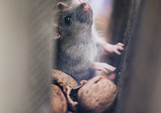 Rat Laughter Unlocks Secrets: Scientists Identify Brain’s ‘Play Spot’