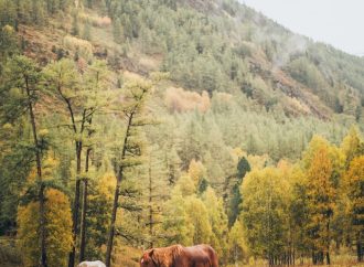 Equine Sleep Patterns: Standing Tall and Dreaming Big