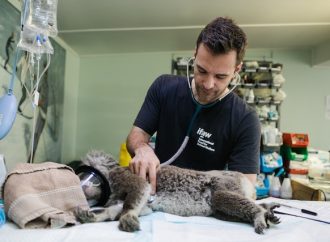 Comprehensive Veterinary Care Beyond Puppies and Parakeets