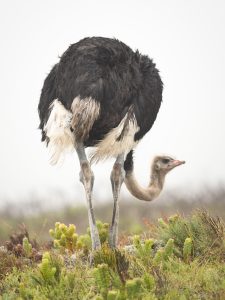 Ostrich