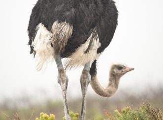 Enigma of Ostriches Exploring Fascinating Facts and Hidden Trivia