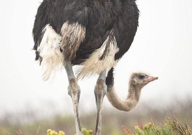 Enigma of Ostriches Exploring Fascinating Facts and Hidden Trivia