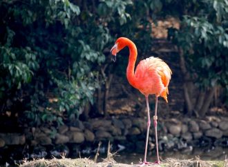 Flamingos Intriguing Behaviors and Adaptations of these Birds