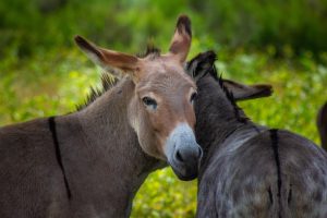 Donkeys