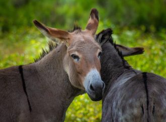 Decoding the Language of Adult Male Donkeys Jack or Jackass?