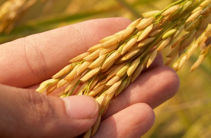 Rice Price Surge 2023: Supply Threats Propel Costs