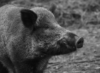 Exploring the Emotional Side Intelligence and Personality of Pigs