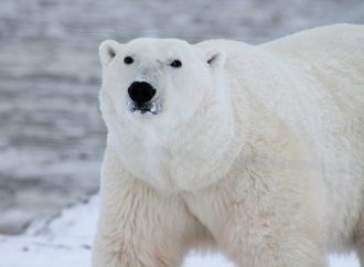 Unmasking Polar Bear Ages: The Science of Blood Analysis