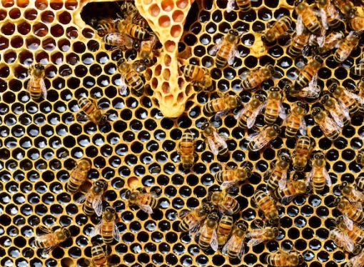 Baby Bee Behaviors and Worker Bee Sleep Deprivation