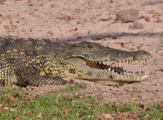 Crocodile Eavesdropping: Unveiling the Acoustic World of Wetlands