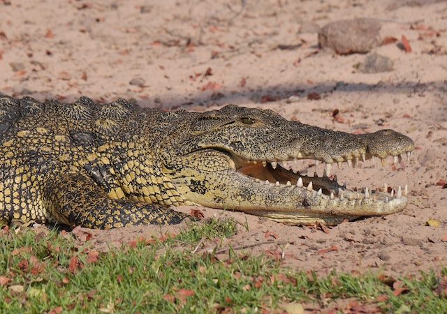 Crocodile Eavesdropping: Unveiling the Acoustic World of Wetlands