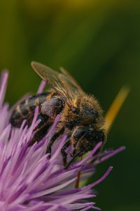 Bee