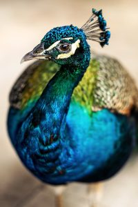 Peacock