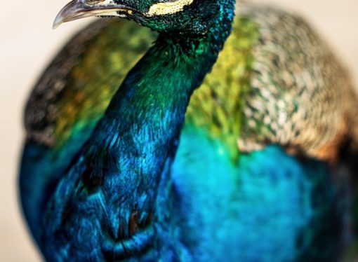 Splendor of Peacocks Guide to their Majestic Beauty