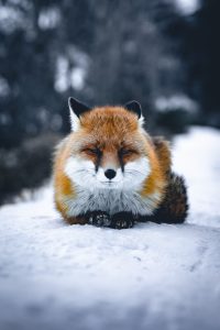 Clever Fox