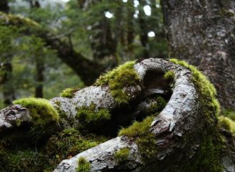 Ancient Resilience: Earth’s Oldest Moss and Climate Challenges