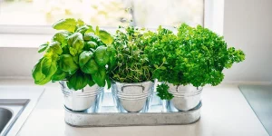 Herb Growth