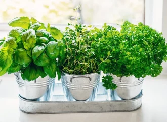Masterful Tips for Thriving Herbs Anywhere