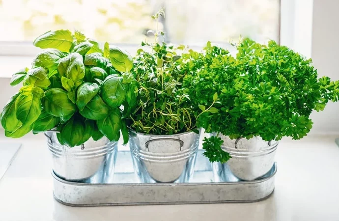 Masterful Tips for Thriving Herbs Anywhere