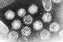 Rotaviruses