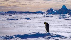 Penguin Chicks