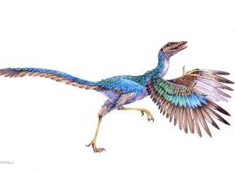 Unearthed Wonder: The Remarkably Long Legs of a Newly Discovered Birdlike Dinosaur