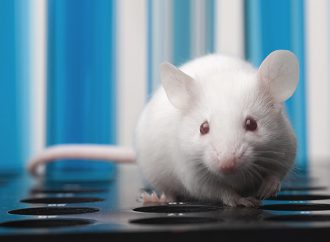 Heart’s Role in Mouse Anxiety