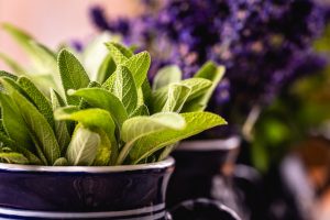 Fresh vs. Dried Herbs