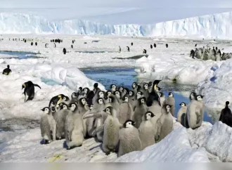 Perilous Melt: Protecting Emperor Penguin Chicks in a Warming World