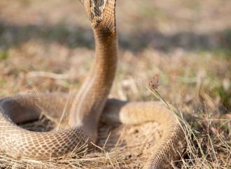 Common Venomous Snakes in Residential Neighborhoods