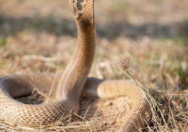 Common Venomous Snakes in Residential Neighborhoods