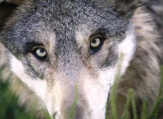 The Social Structure of Wolves Insights into Their Pack Dynamics