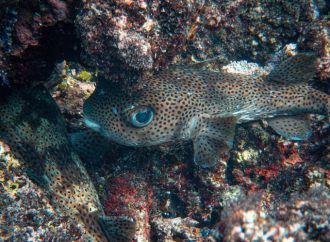 Appearance The Fascinating Defense Mechanisms of Pufferfish