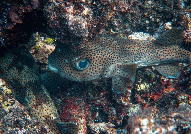 Appearance The Fascinating Defense Mechanisms of Pufferfish