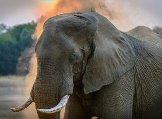 Preserving Habitat, Preserving Elephants Protecting Natural Home