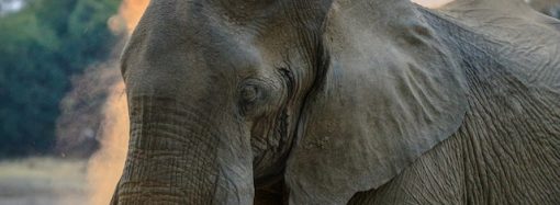 Tales of Triumph: 2025’s Extraordinary Animal Stories Hit Close