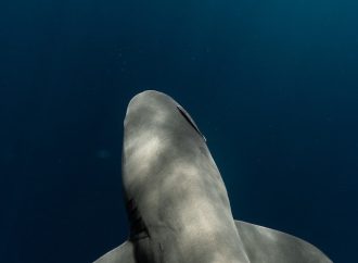 Closer Look at Shark Conservation Efforts and Why They Matter