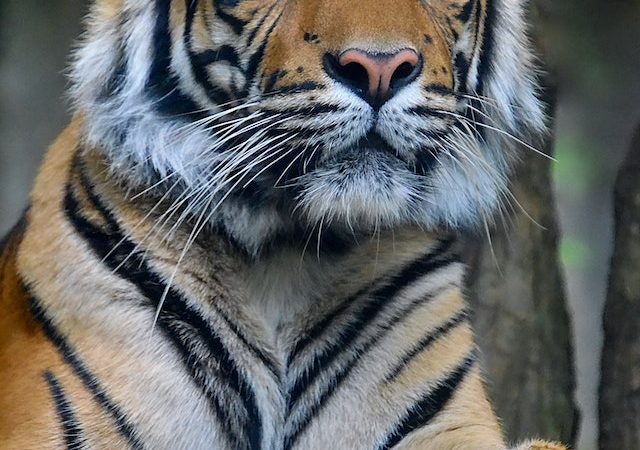 Exploring the Birth, Growth, and Reproduction of Tigers