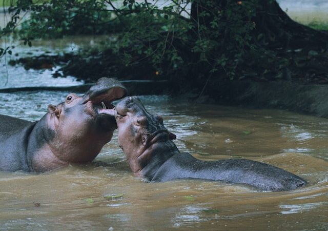 The Enigma of Hippo Attacks Insights from Dr. Schaller