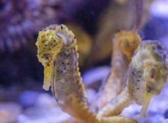 Diving into the Abyss Rare Seahorse Species Unveiled