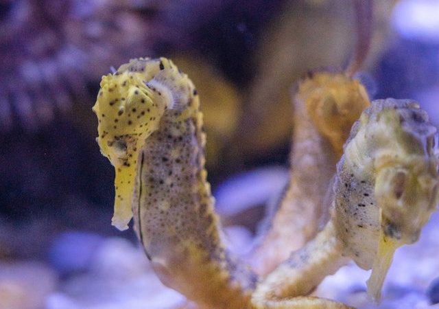 Diving into the Abyss Rare Seahorse Species Unveiled