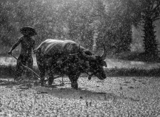 Confronting Cape Buffaloes Thrilling Survival Encounters