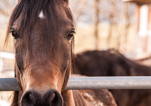 Breaking Down Barriers Horses’ Running Ability Unveiled