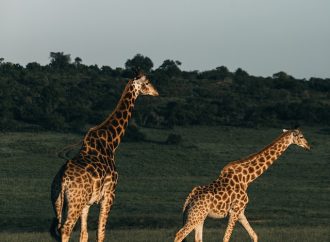 Giraffes in the Wild Their Natural Habitat and Feeding Behaviors